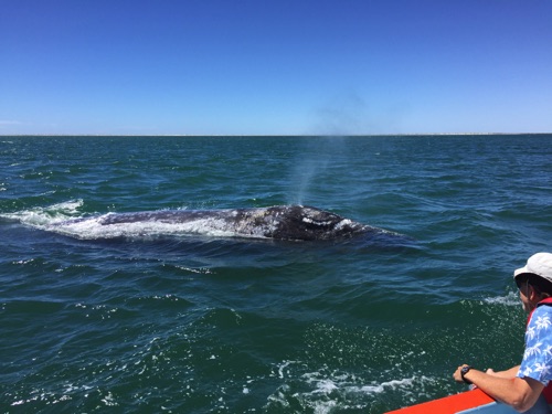 Laguna San Ignacio March 2018. Our visit with the Gray Whales and their calves
